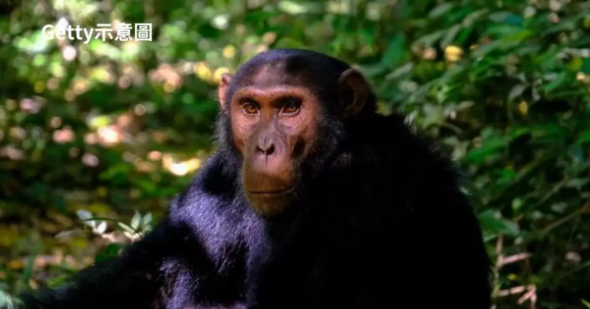 商場裡的大猩猩 世上最孤獨猩猩被關近半世紀度過第40個聖誕節