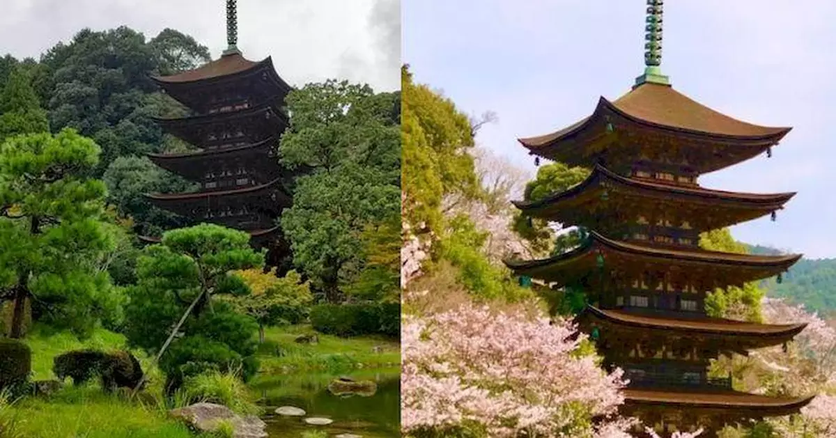 獲《紐時》推薦 日本山口市五重塔卻因重修無法見客