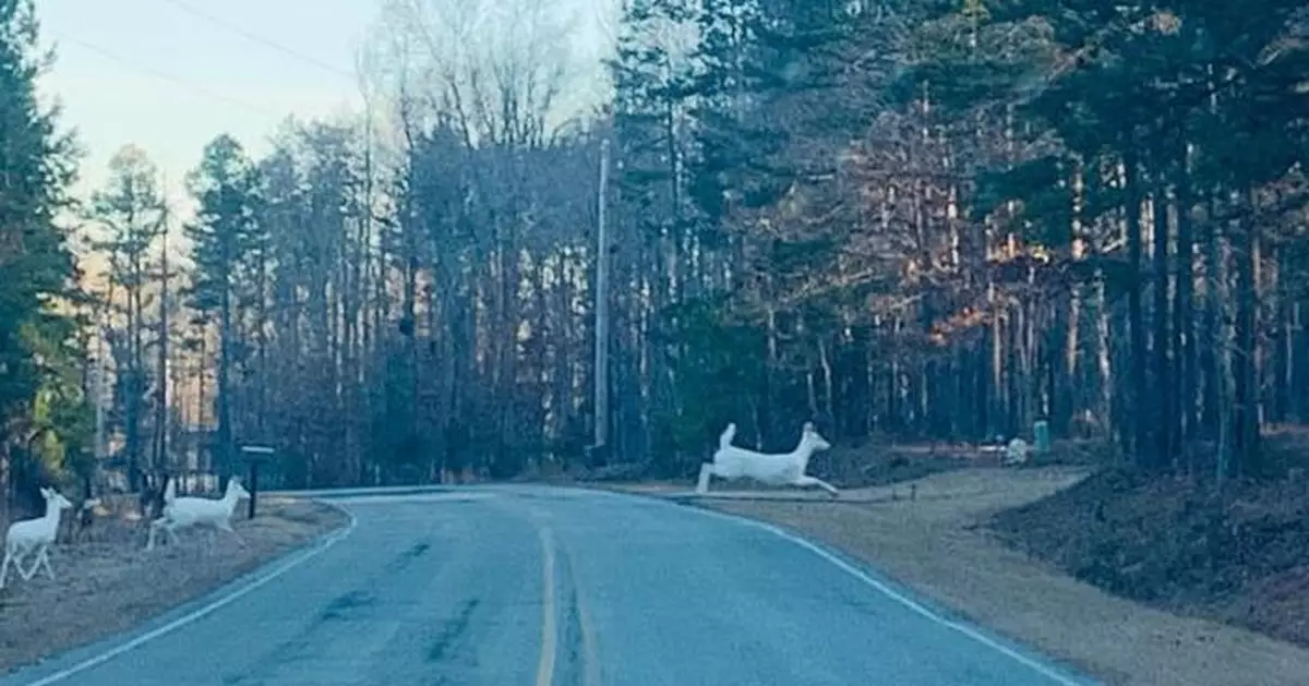 美漢抓拍3隻「純白鹿」齊過馬路畫面  專家：機率微乎其微