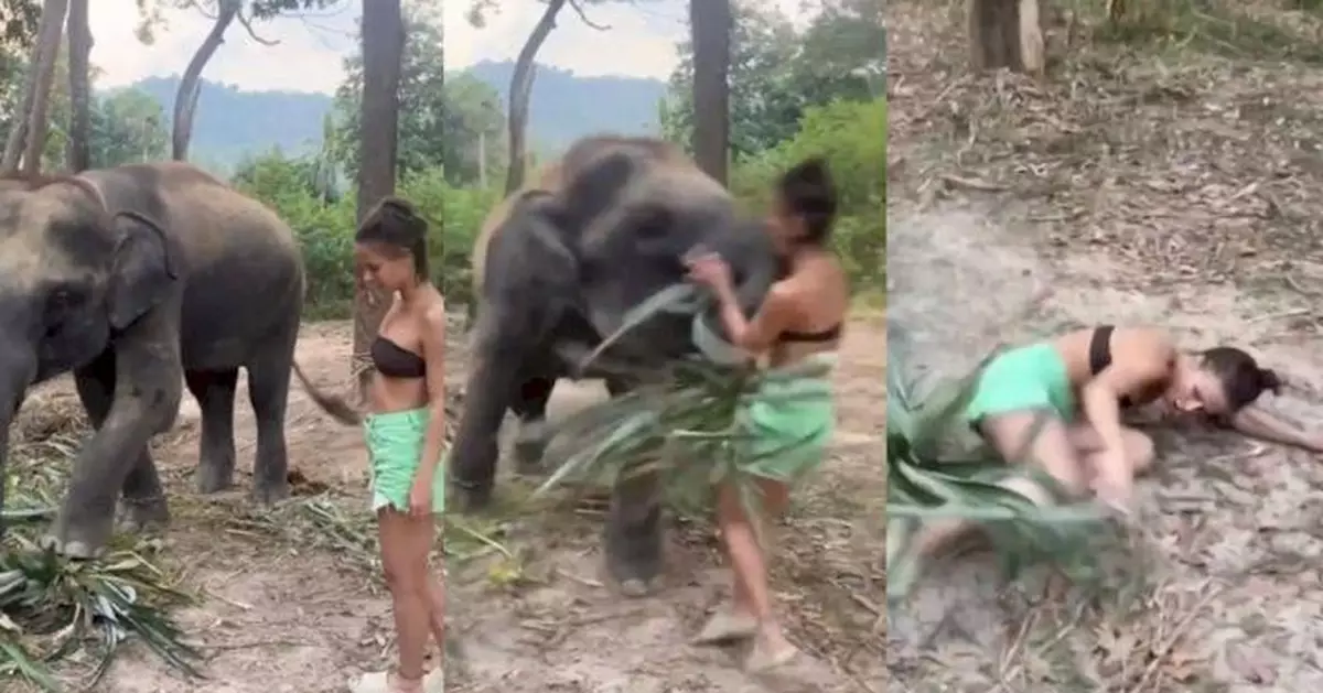 貪玩少女走近野生大象拍照打卡 驚擾對方遭長鼻拋飛