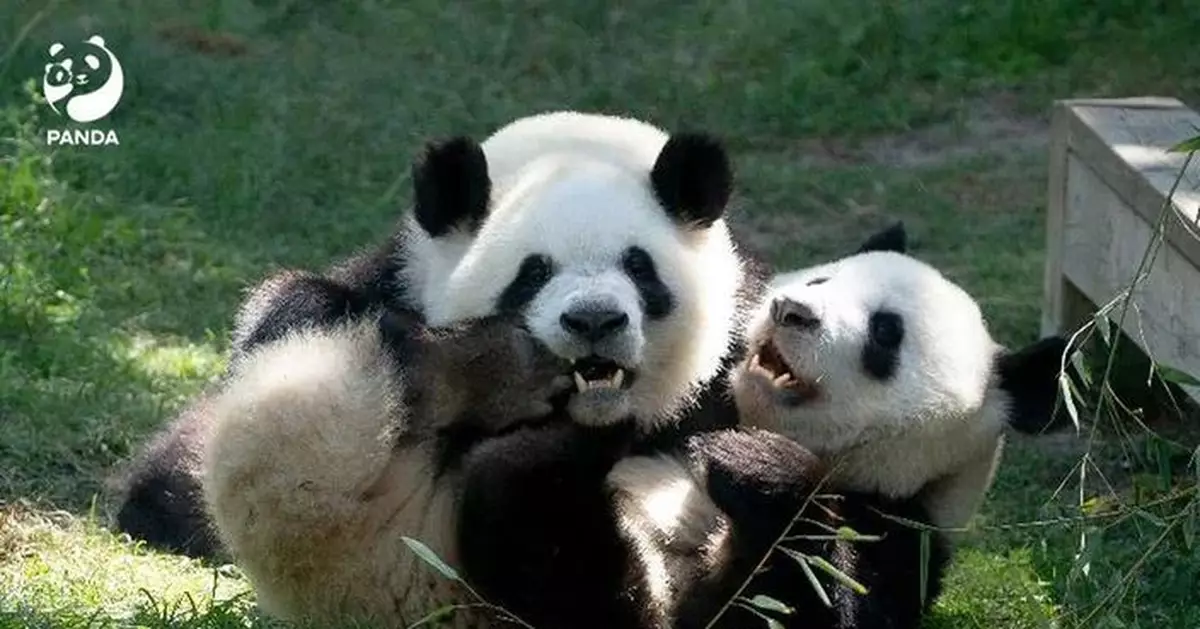中方稱繼續與美方開展大熊貓保護合作　冀人民往來交流