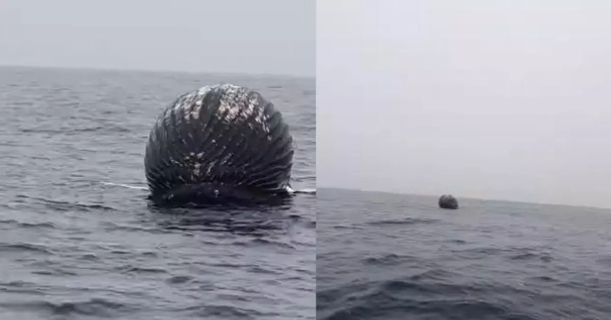 有片！挪威海上漂浮「黑色神秘巨型球」漁夫驚揭：鯨屍瀕臨「鯨爆」