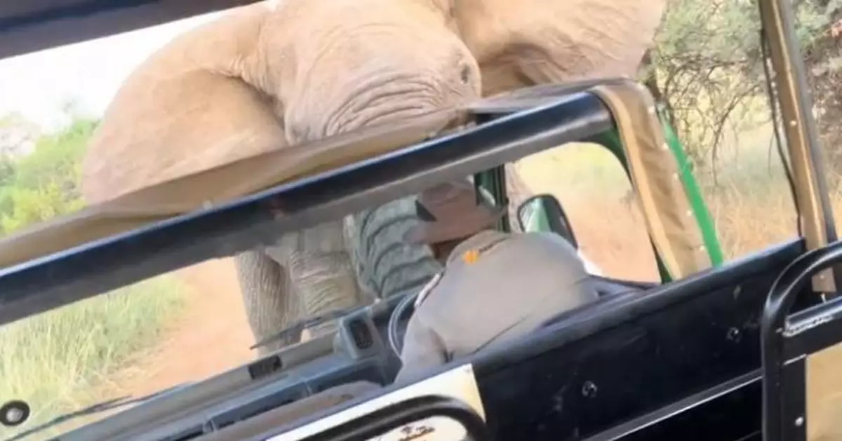 疑遊客拍照走太近 南非公園野象發狂多次拋起狩獵卡車