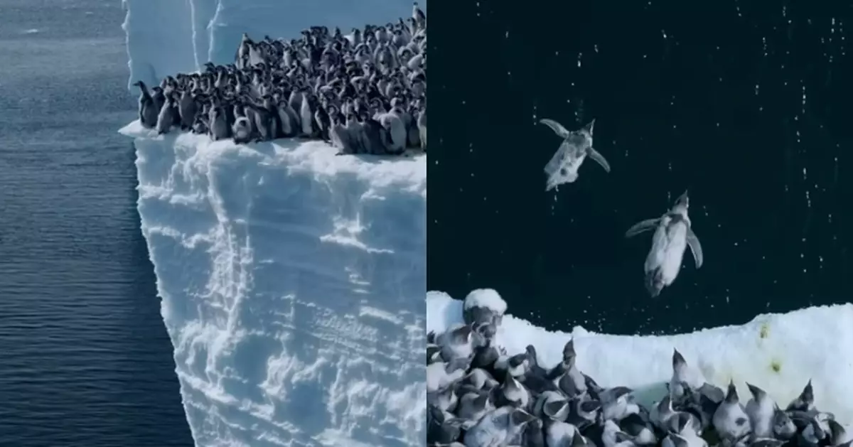 從15米高冰崖躍下 南極逾萬隻企鵝仔列隊跳水 超震撼畫面首度曝光！