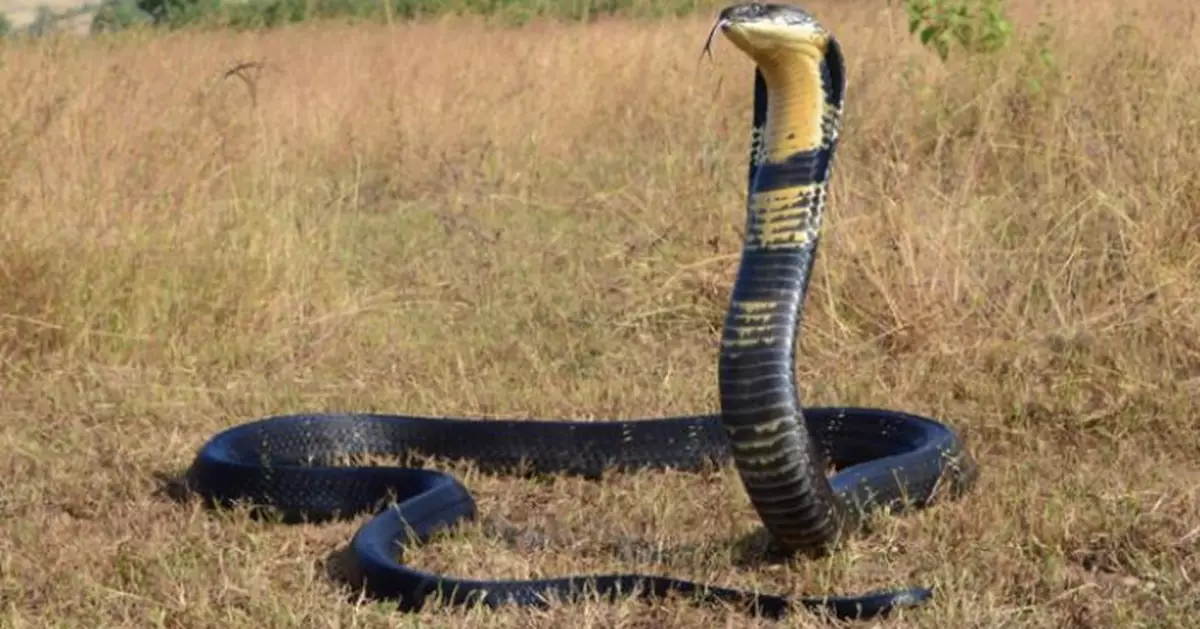 泰民居變巨蛇「打卡點」連續4日登門 最長為劇毒6米眼鏡王蛇！
