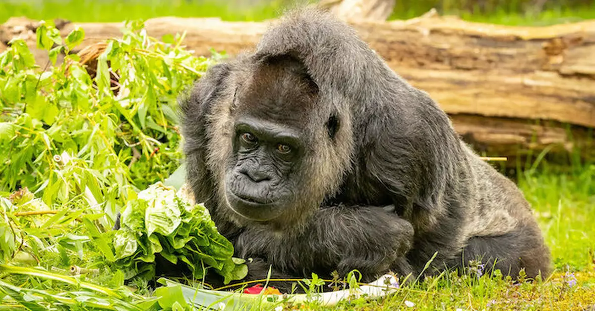 最年長大猩猩「法圖」又大一歲 柏林動物園為牠慶67歲生日