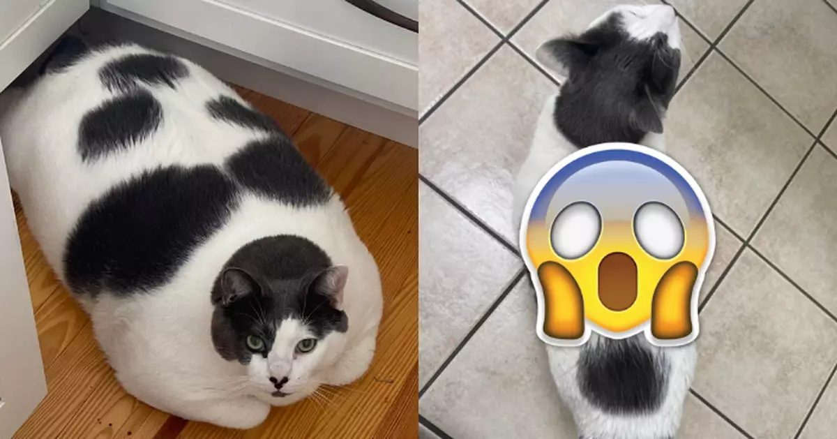 超勵志！18公斤肥貓慘遭棄養 幸遇新主人助「狂減近10kg」