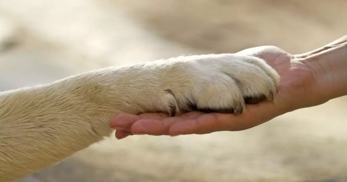 街坊尾隨當街踢狗男揭廟街貨倉變動物煉獄 警拘兩父子涉虐待動物救出逾40貓狗