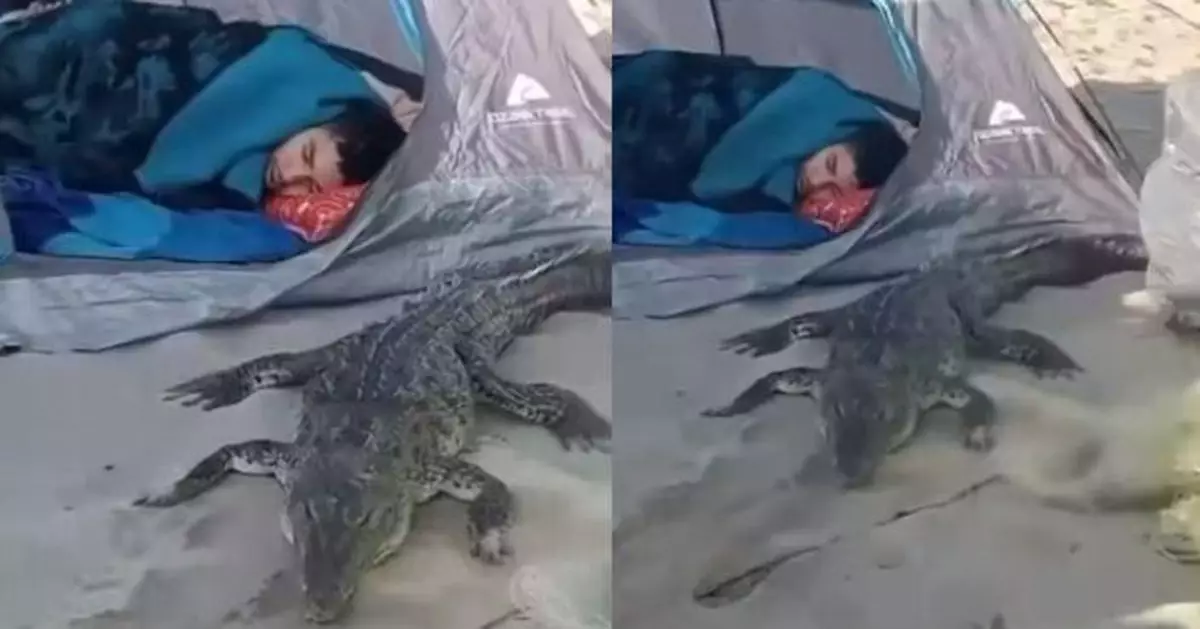 鱷魚趴門口整晚陪睡 墨西哥男躺在帳篷懵然不知逃過一劫