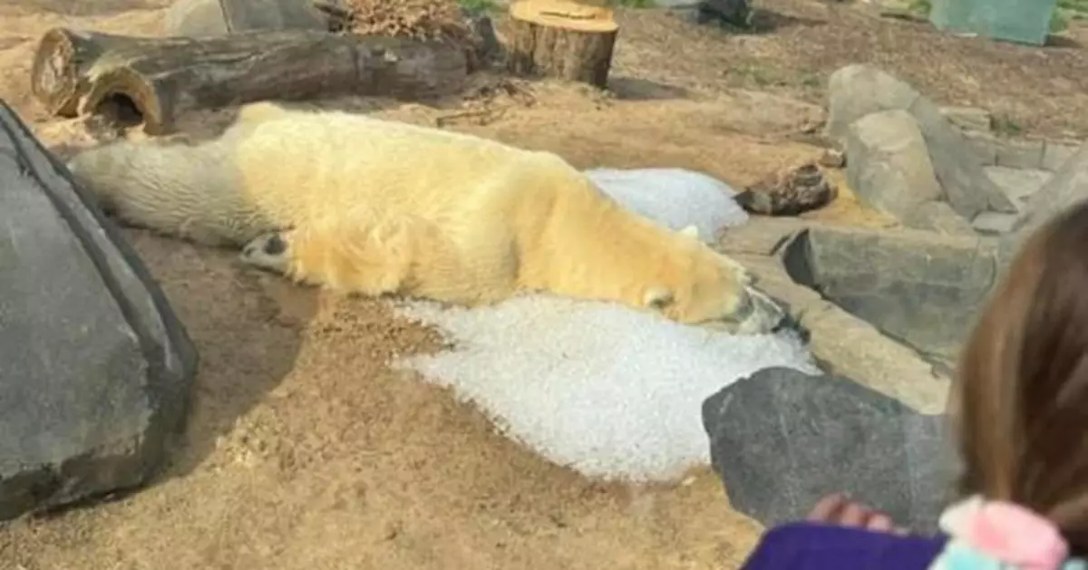 美北極熊悶悶不樂躺細小冰塊惹人憐 動物園：心滿意足睡在冰床上