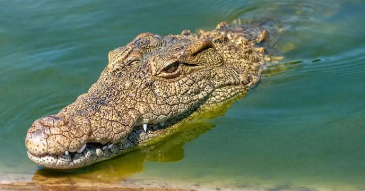 非洲「恐怖殺人鱷」奪21人命 專吃男性下體！村民嚇瘋