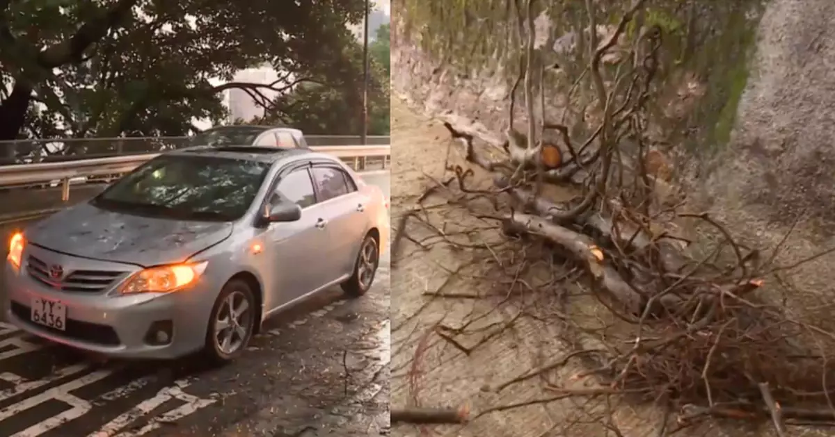 中環上亞厘畢道15呎長樹枝突塌下　壓毀途經私家車無人傷