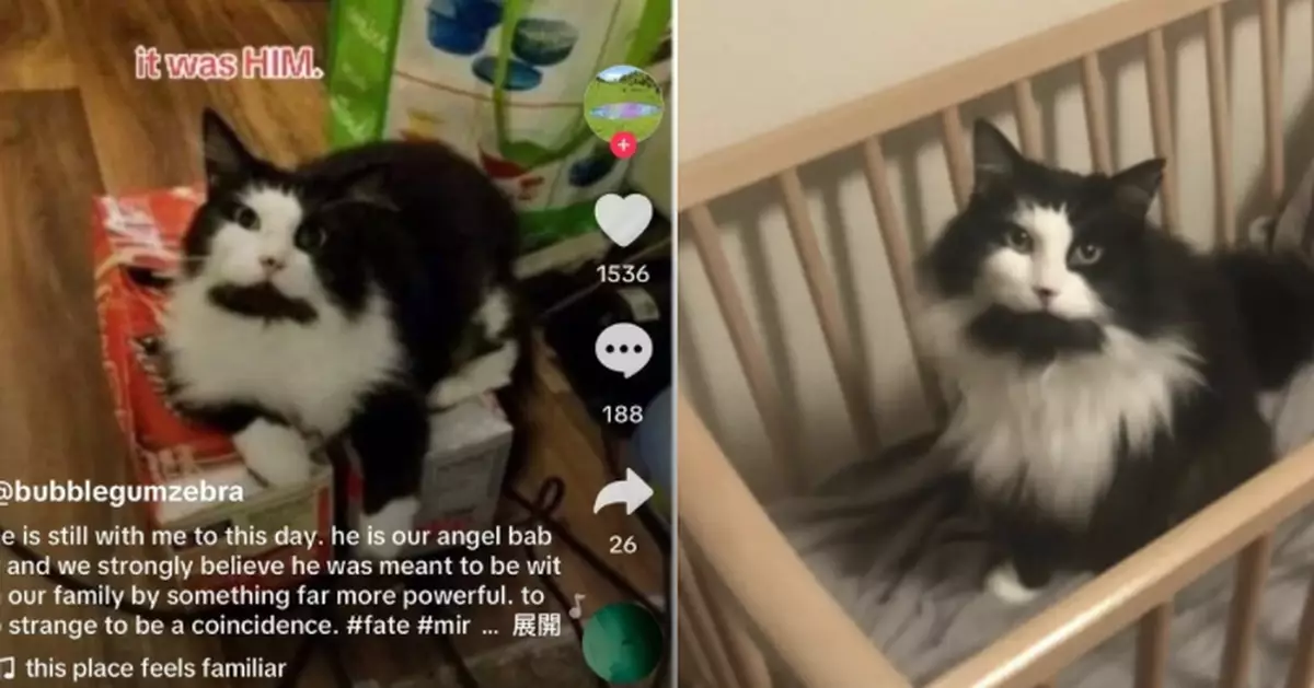 搬家被迫送走愛貓 美國女2年後重返舊地見「熟面孔」感動不已