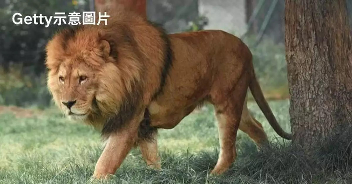 美5歲男童公園野餐遭美洲獅緊咬頭部 勇猛爸徒手撬開獅口救仔