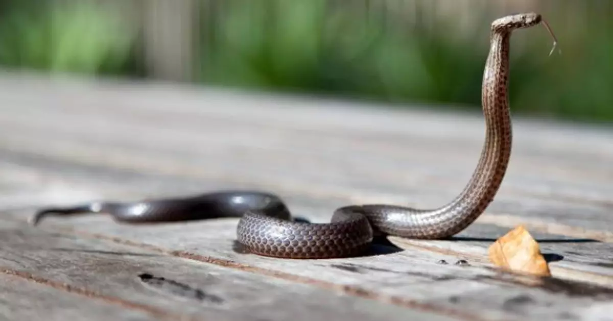 門外傳敲門聲 浙婦開門驚見眼鏡蛇「死亡凝視」嚇窒！