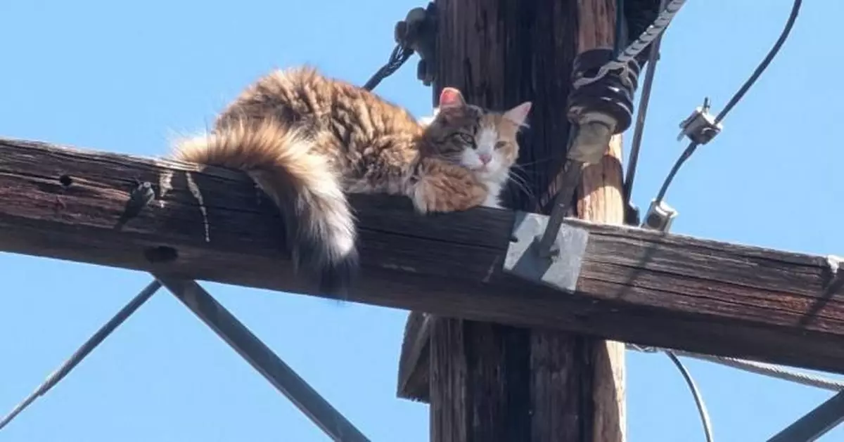 加州百厭貓被困15米高電線桿 斷水斷糧數日終獲救
