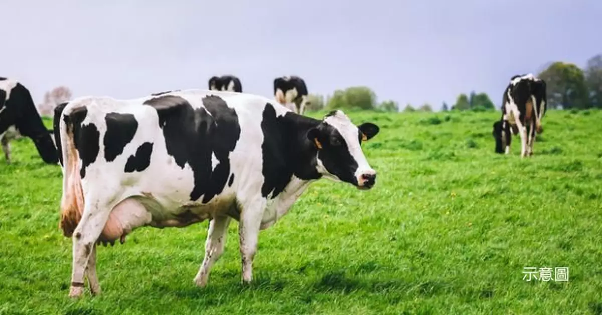 全球首徵牲畜碳排稅！丹麥每頭牛每年需繳100美元稅  2030年起實施