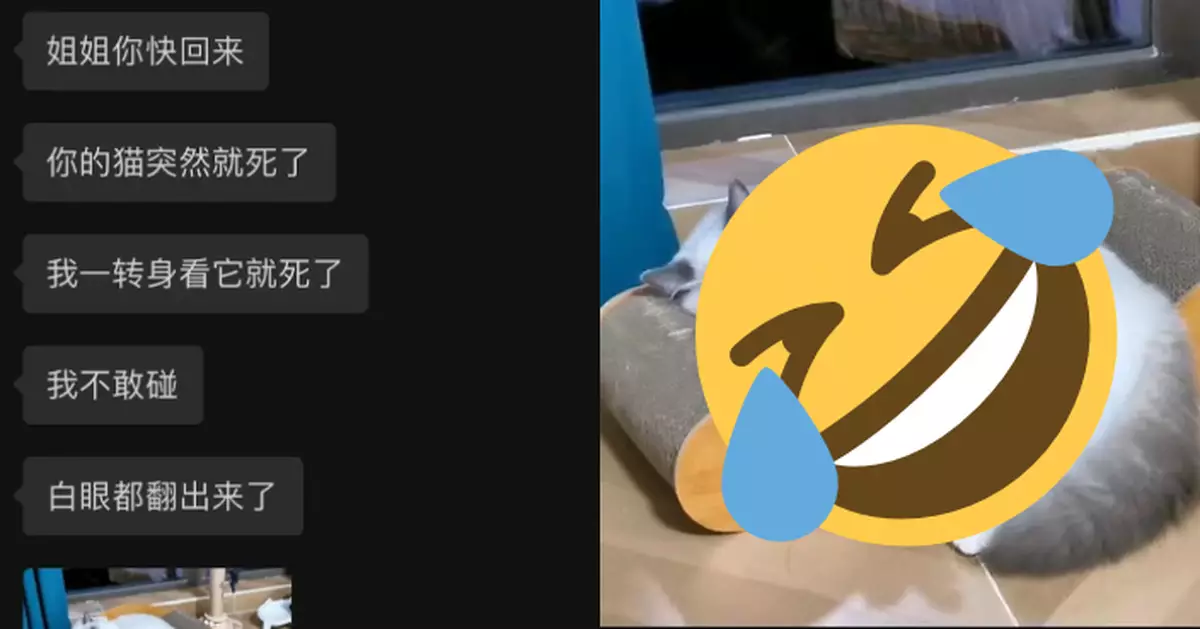 懶貓睡到翻白眼遭誤會「死咗」飼主見豪放睡姿哭笑不得