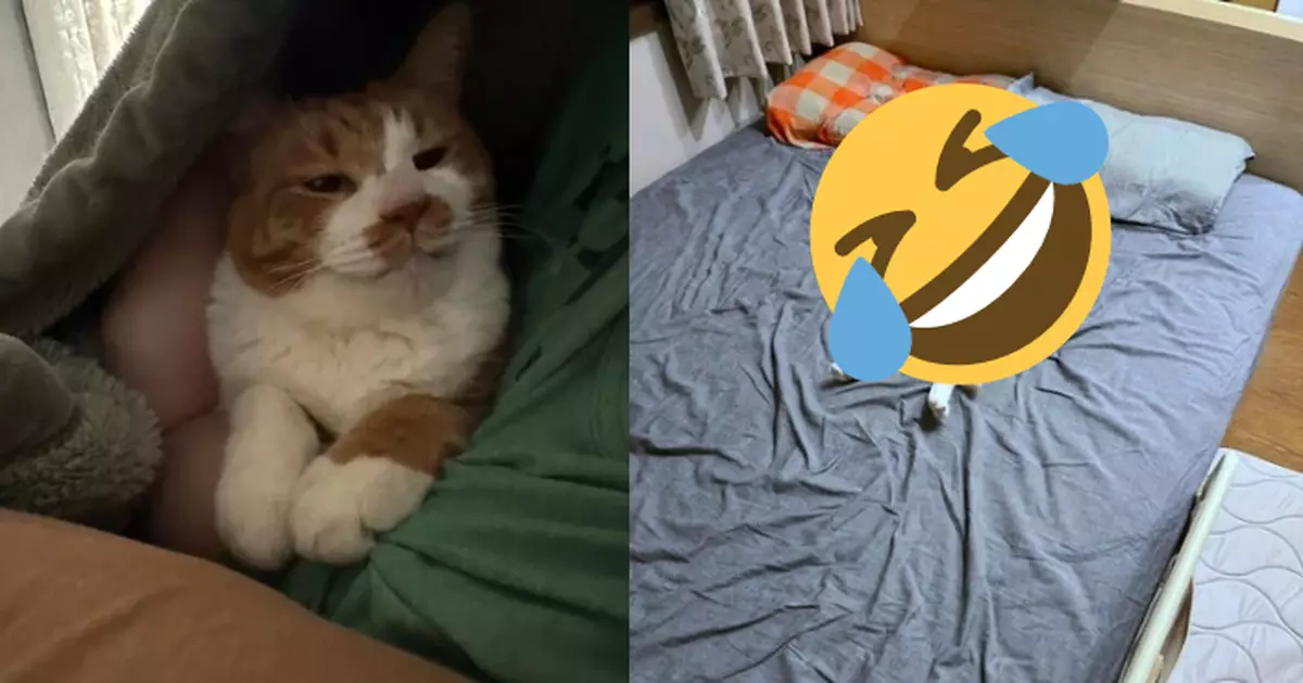 帥氣貓躺床上突露勾人眼神似「邀飼主共眠」笑翻網友！