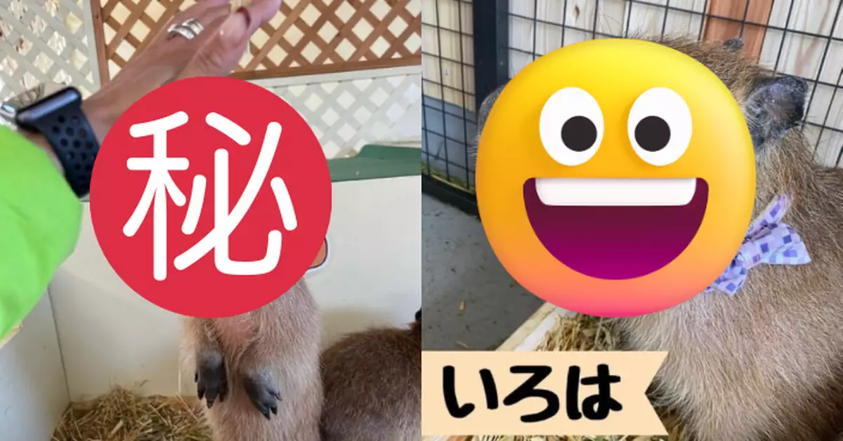 飼養員忘關門 日動物園水豚趁機「越獄」引警全城追緝！