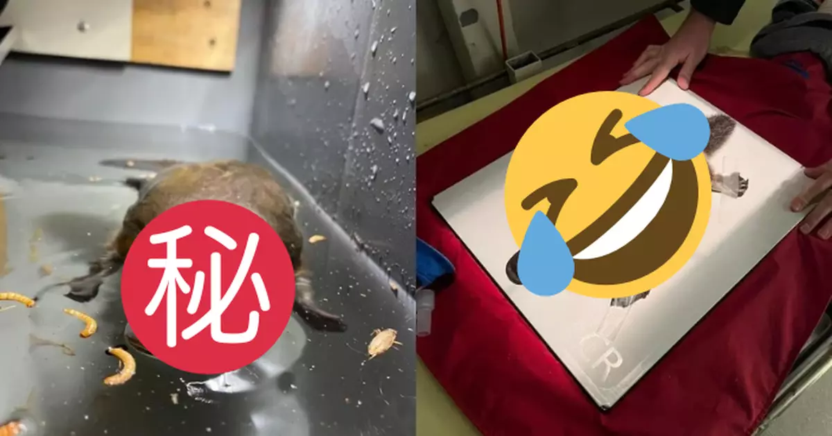 鴨嘴獸獲救四肢攤開照X光撞樣「密探阿泰」 萌翻網民