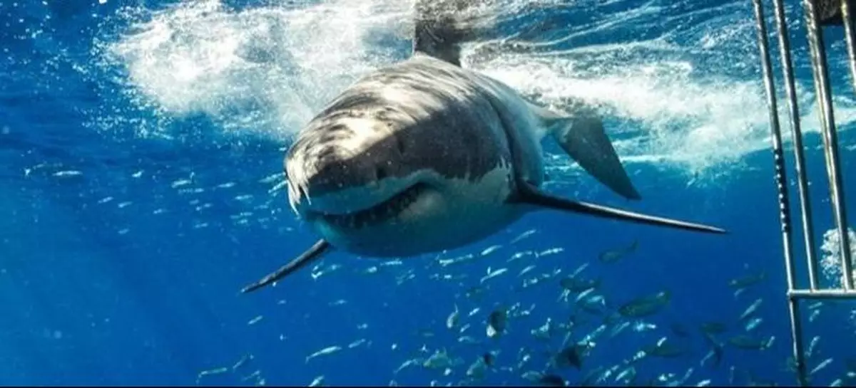 南非大白鯊吞食海豚遭另一「海洋霸主」攻擊「開膛取肝」曝屍沙灘