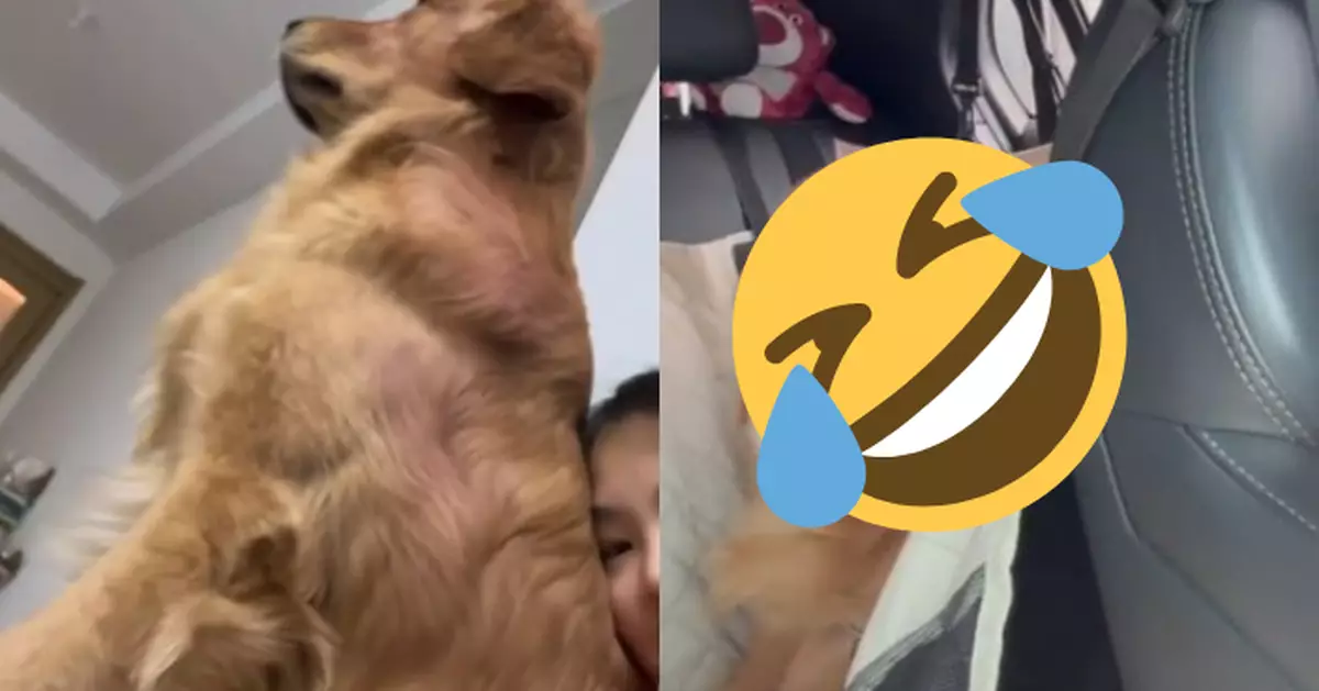 想去公園卻被帶去寵物店 貪玩狗笑容瞬間消失極度失望翻白眼