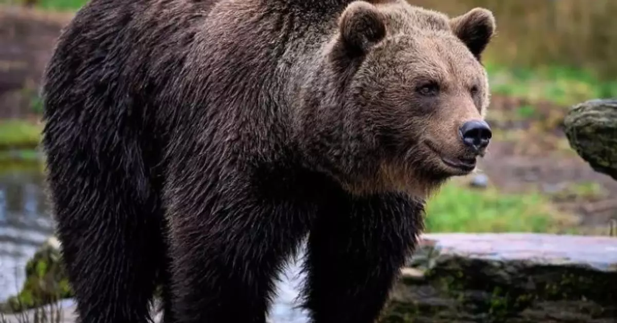 熊隻倒臥路旁「扮死」 日作業員上前「移屍」遭反撲咬傷送醫