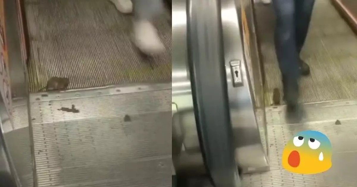 老鼠闖深水埗站遭扶手電梯夾尾 網民怒批拍攝者：見「鼠」不救