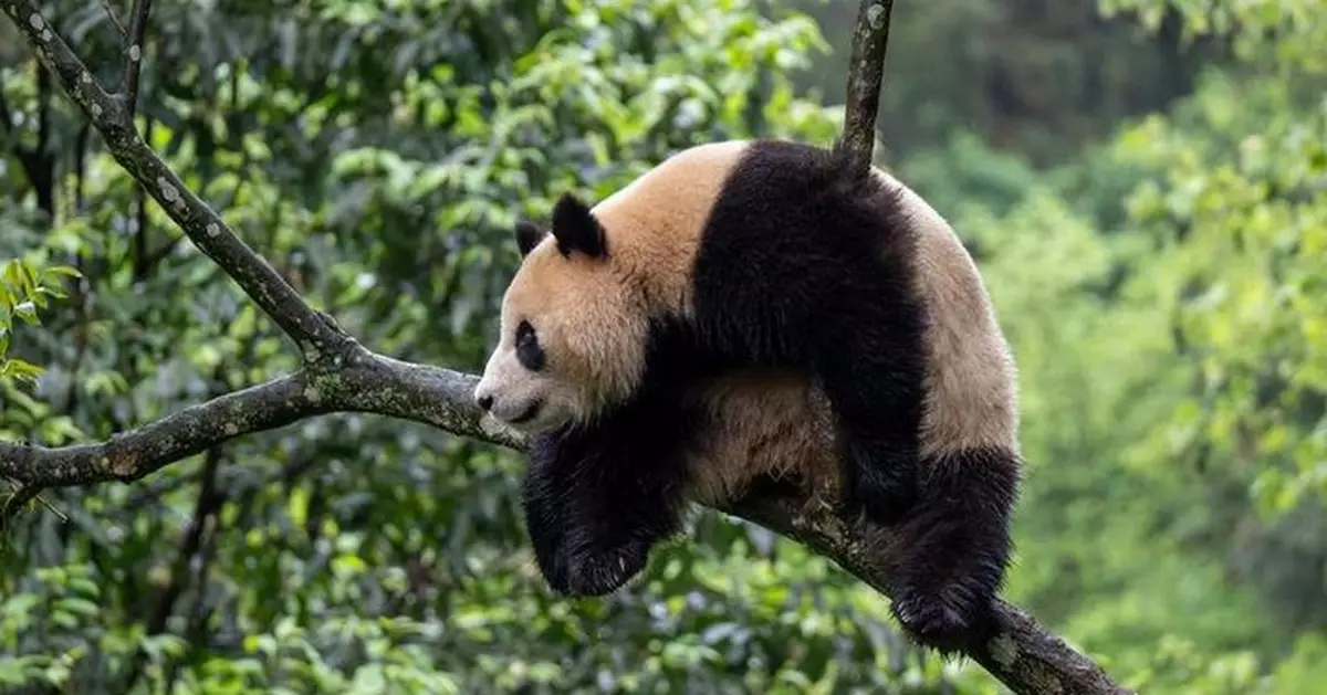 大熊貓雲川和鑫寶抵達美國 開啓新一輪中美大熊貓保護合作