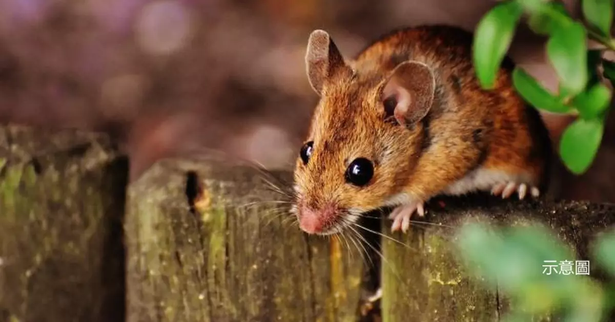 英國夫婦收養老鼠當寵物 包食包住仲教埋揸車