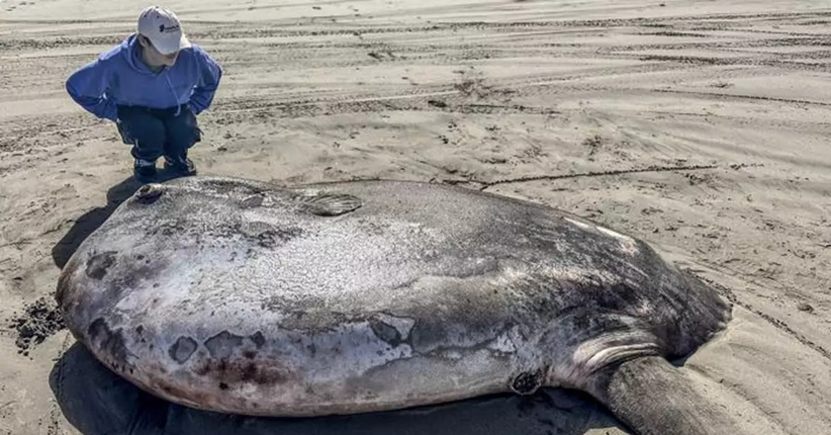 2.2米罕見巨魚驚現美國海濱小鎮 不明原因沖上岸 專家：僅在南半球海域出沒