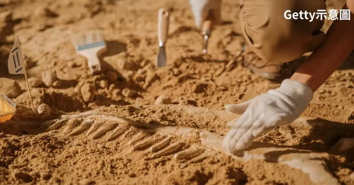 阿根廷男童祖父家後院發現恐龍後腿骨化石  專家推測恐龍身長逾12米