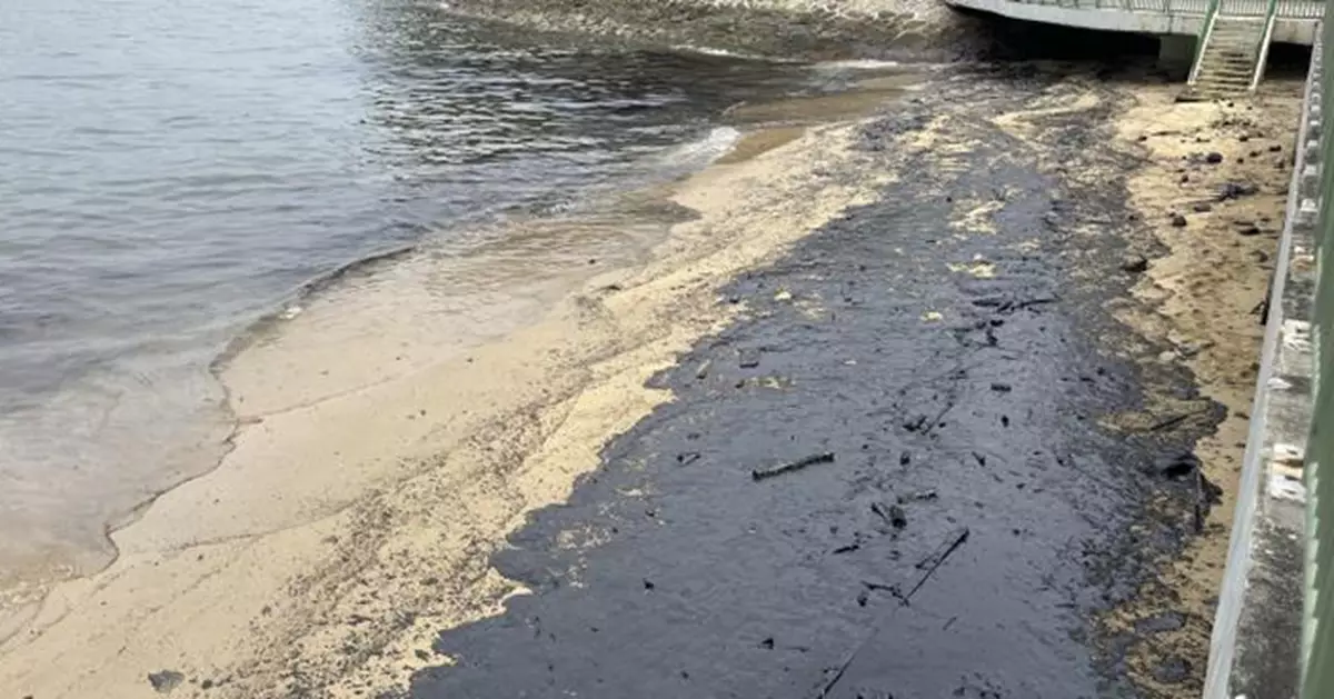 新加坡運油船發生碰撞事故石油洩漏  海獺難受打滾水鳥染黑