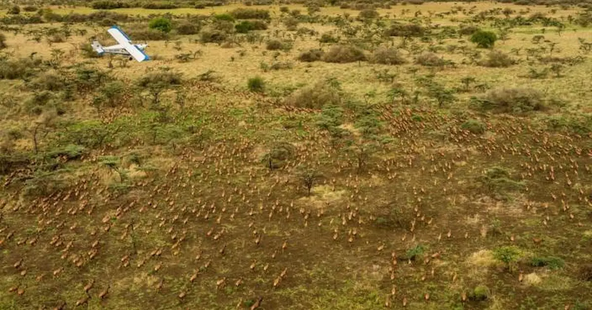 南蘇丹600萬隻羚羊大遷徙 遠超東非「大遷徙」規模3倍  打破世界紀錄