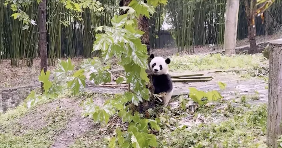 海洋公園：新來港大熊貓有食物過渡期   安排原有團隊照護