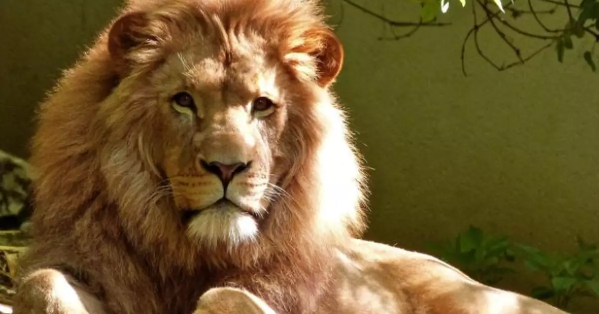 網紅飼養寵物獅「逃家」襲擊路人 泰男童遭拖入草叢啃咬險喪命
