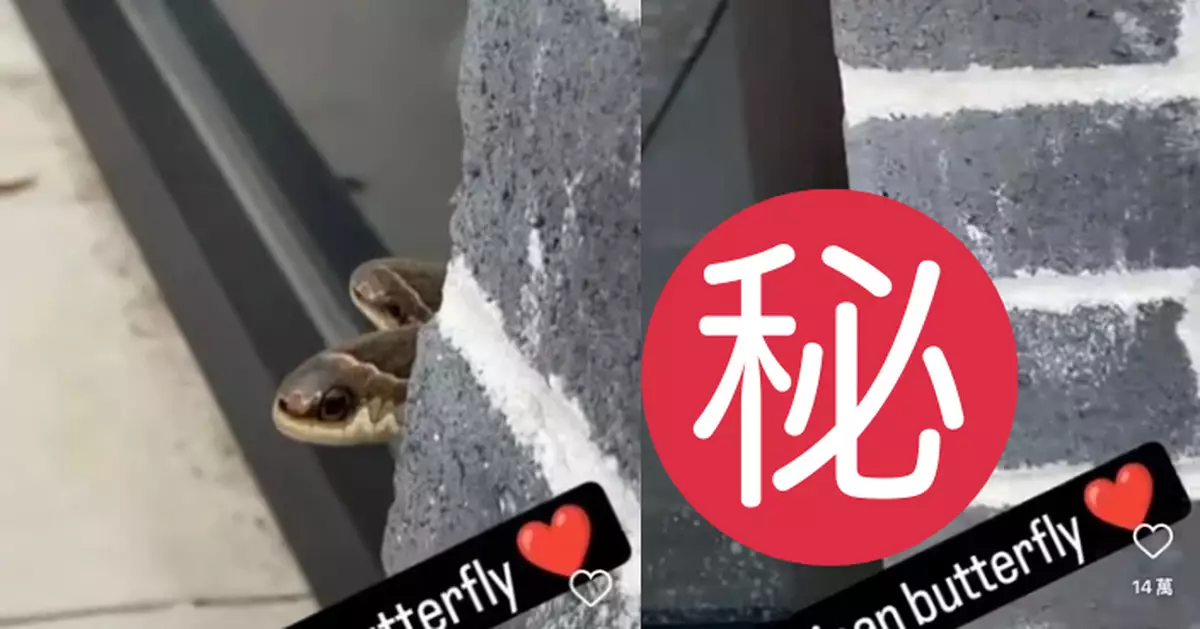 店鋪牆角驚現「雙頭蛇」？ 美國男店主細看揭竟係罕見物種