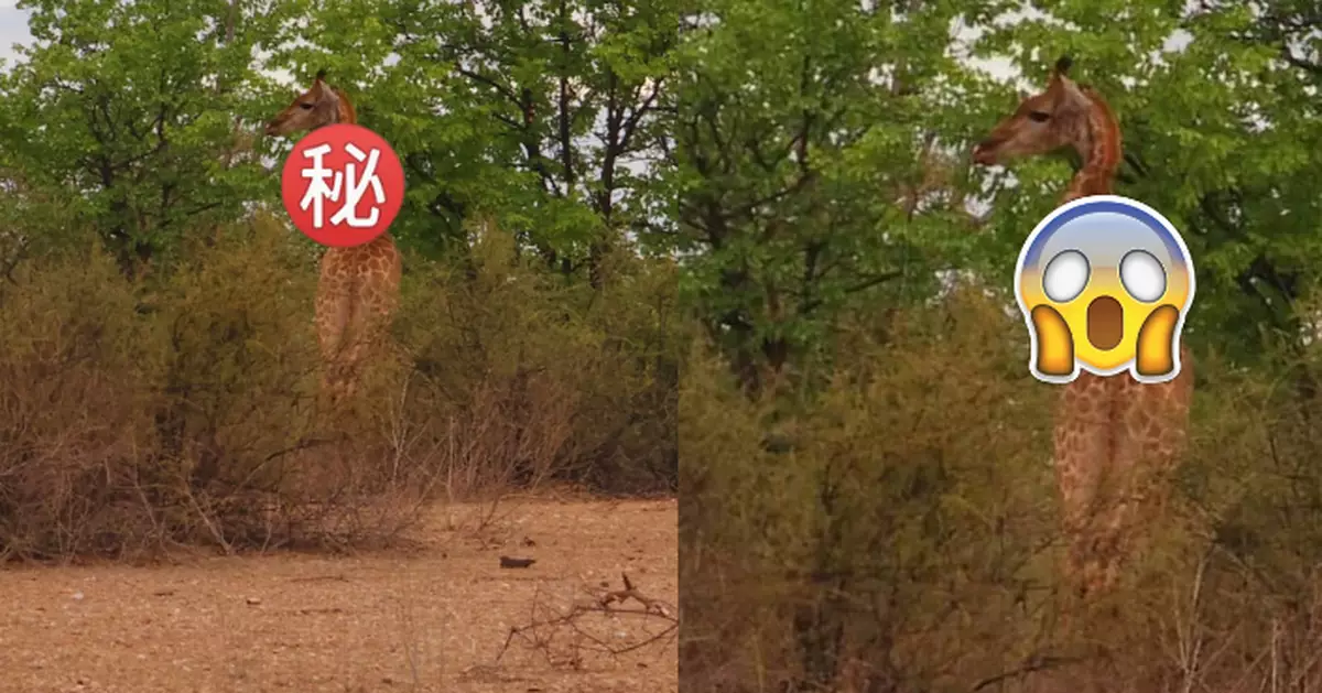 南非野生公園長頸鹿脖子呈「詭異之字形」！專家分析成因