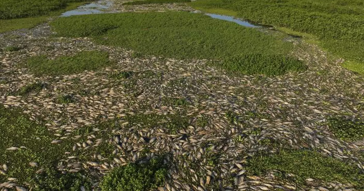 巴西聖保羅州20噸魚群「集體暴斃」   腐爛魚屍漂河面 死因曝光