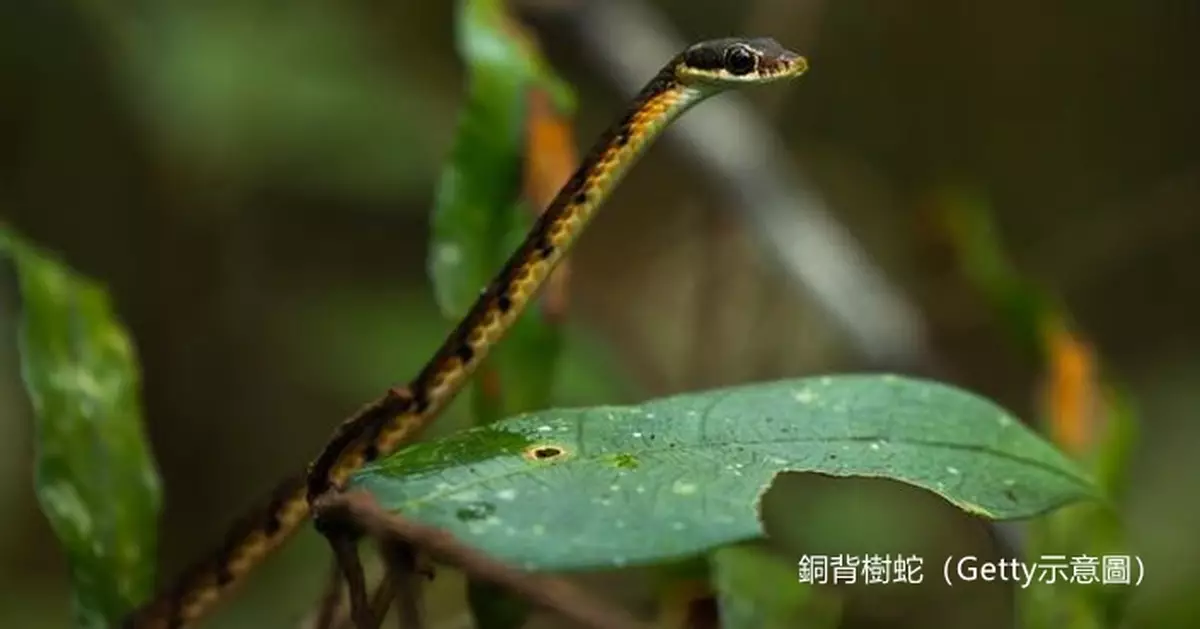 印度現怪蛇屋頂「飛翔」引民眾好奇圍觀！專家揭真實身份