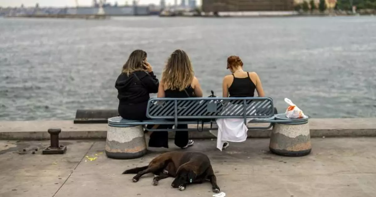 土耳其草擬新法 全國400萬隻流浪犬將移至收容所