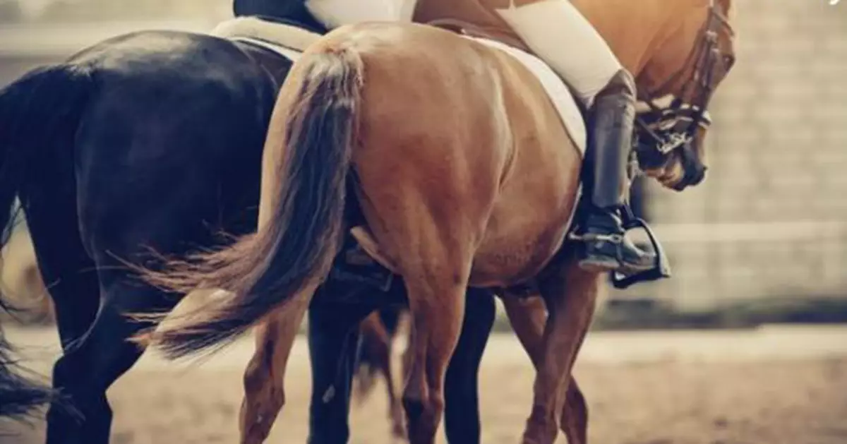掛牛頭賣馬肉！土耳其救濟湯藏賽馬晶片　揭退役冠軍馬遭屠宰冒充牛肉