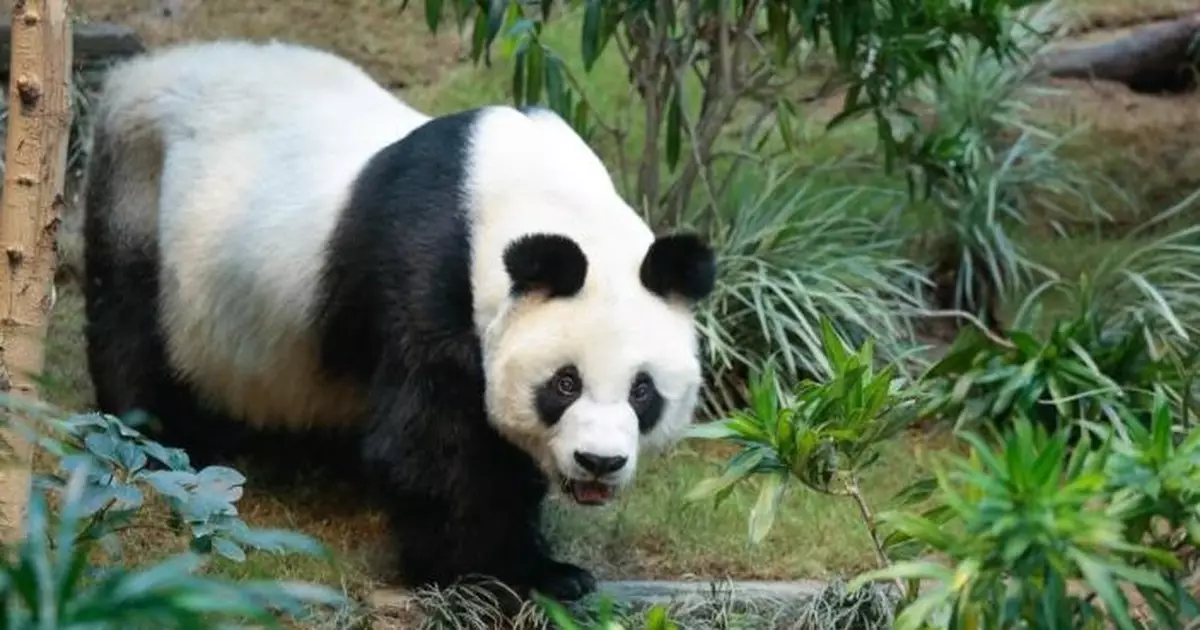 海洋公園發布大熊貓「安安」離世前生活軌跡研究　助改善動物棲息地及長期護理