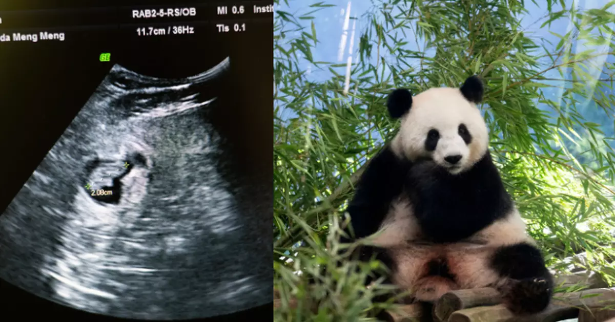 旅居德國大熊貓「夢夢」再懷雙胞胎　料8月底分娩