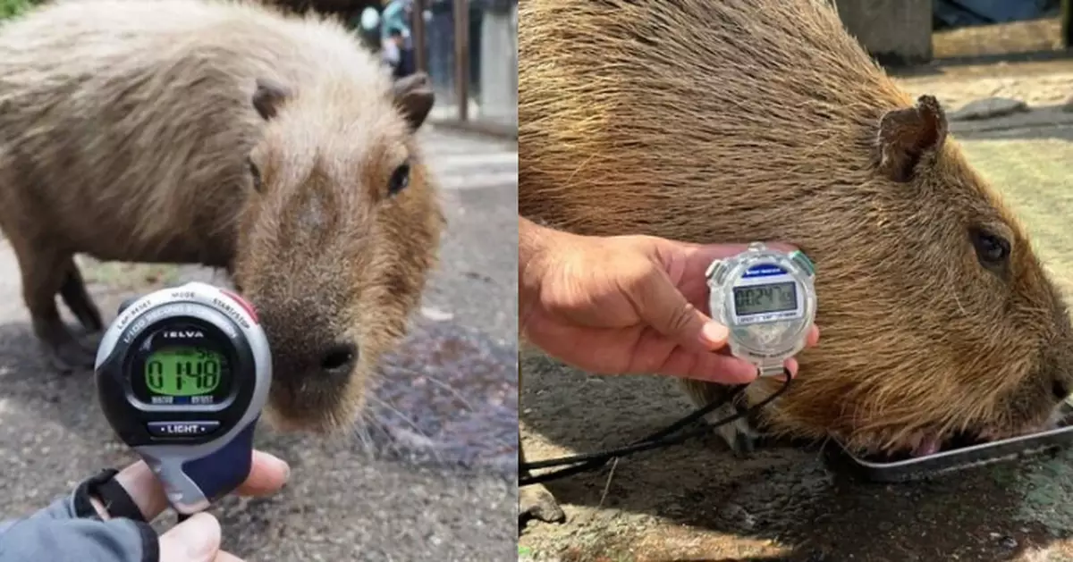 日5大動物園齊辦「水豚君食西瓜大賽」 呢間動物園水豚三度蟬聯冠軍