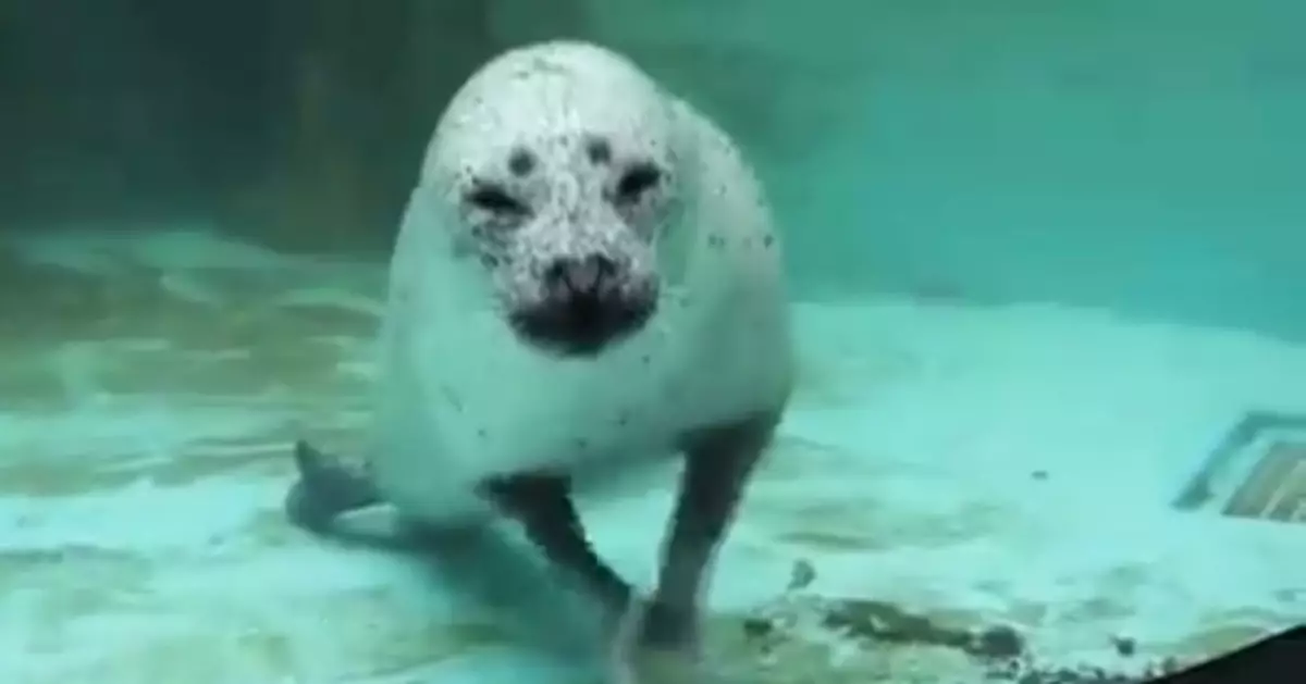 狂搓前爪似捏壽司 日水族館小海豹化身壽司師傅萌翻網友