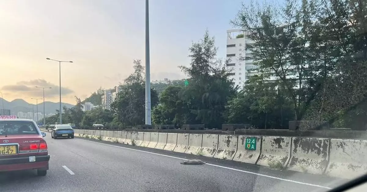 吐露港公路兩宗野豬遭撞斃意外 一大兩細野豬身亡