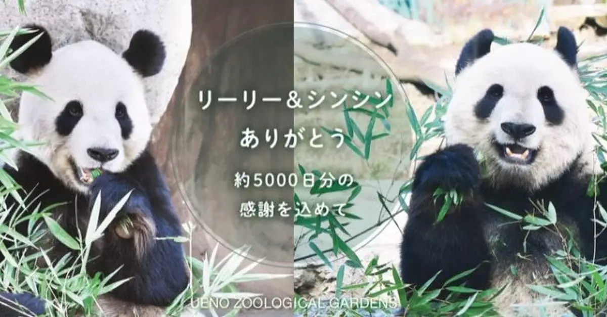 日本上野動物園一對大熊貓 因健康原因下月提早返國