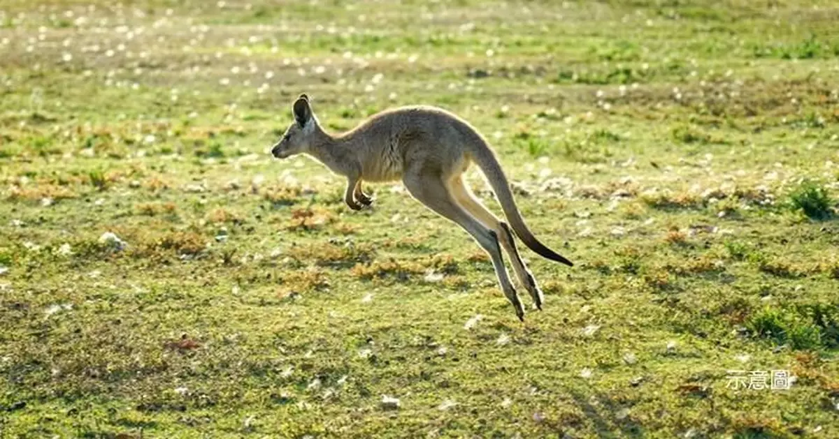 捷克監獄飼養袋鼠「越獄」大逃亡 疑難抵飢餓 一周後返來自首